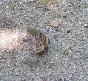 Chipmunk